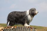 BEARDED COLLIE 267